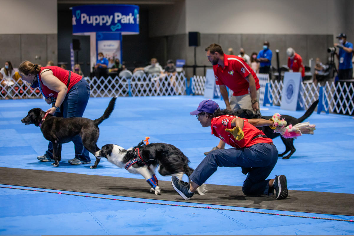 Great American Dog Show in Chicago Tickets, Events