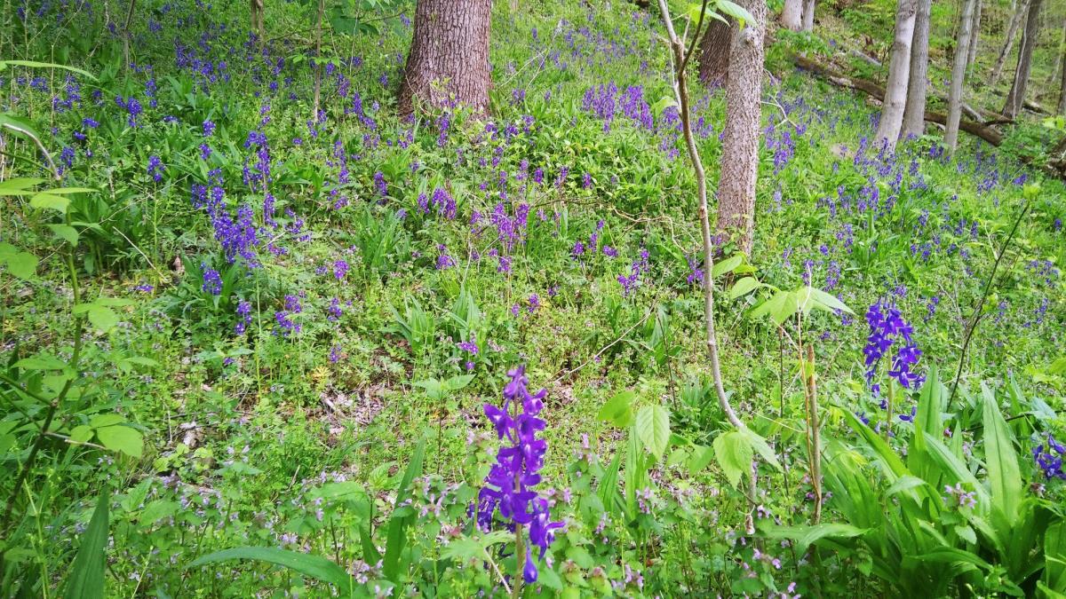 Corki Ultimate What Flowers Grow Best In Indiana 5 Spring Annual 