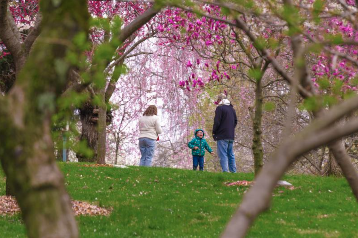 Midwest Living Highlights Columbus' Cherry Blossom Festival