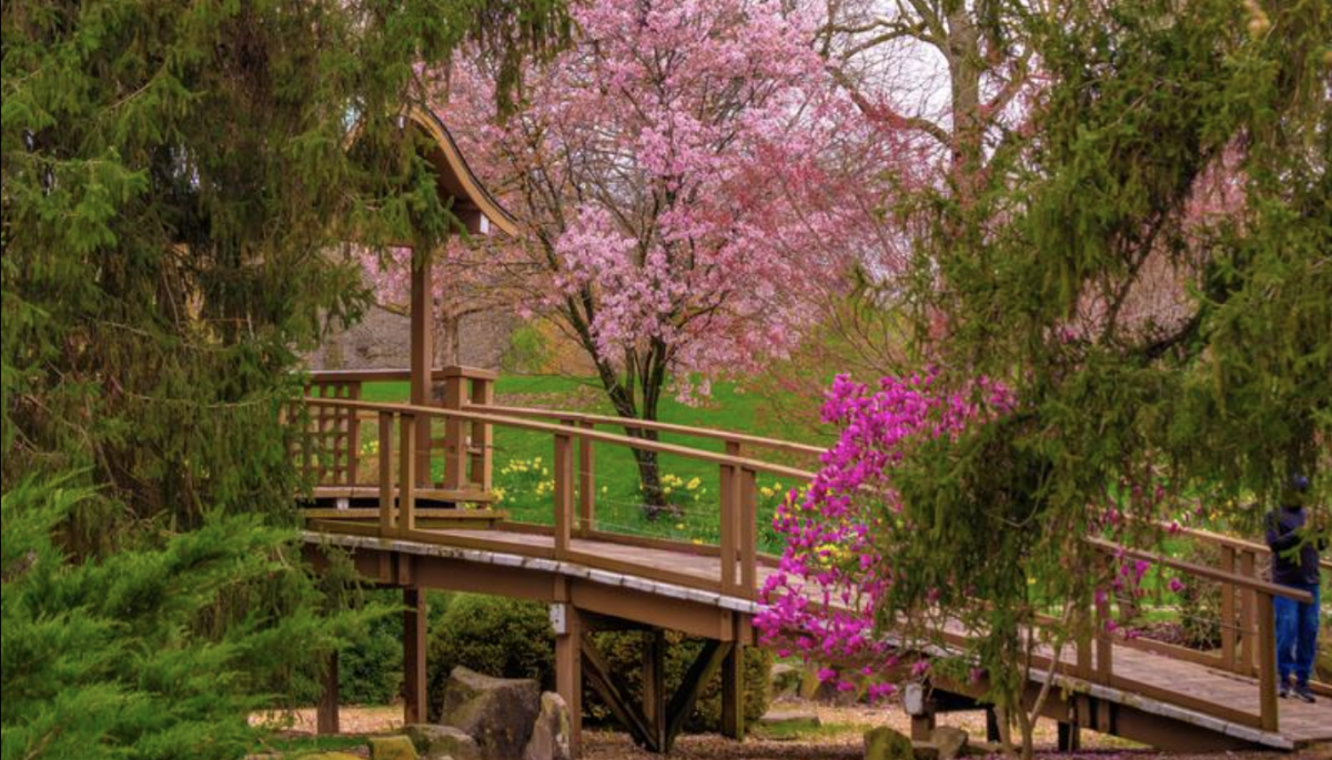 Greater Columbus Cherry Blossom Festival: Our Comprehensive Guide