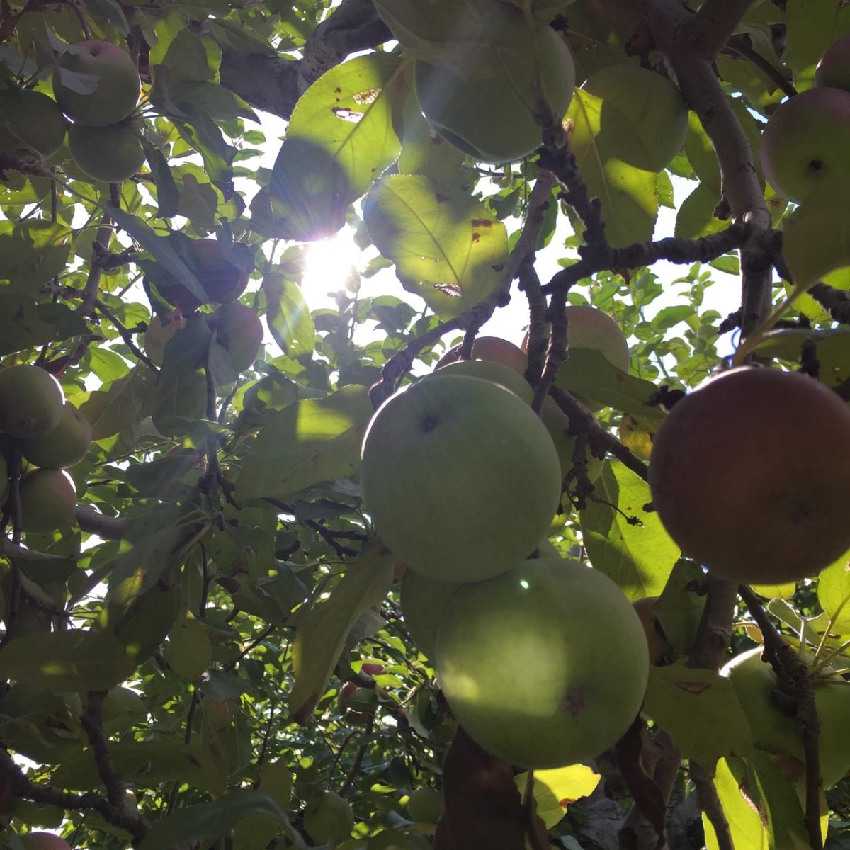 Apple Orchards Around Columbus