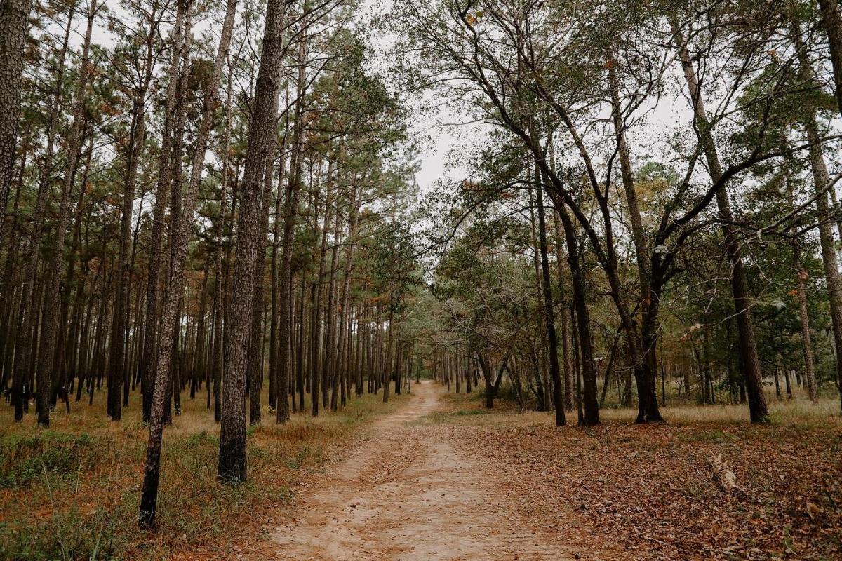 WG Jones State Forest Nature Trail