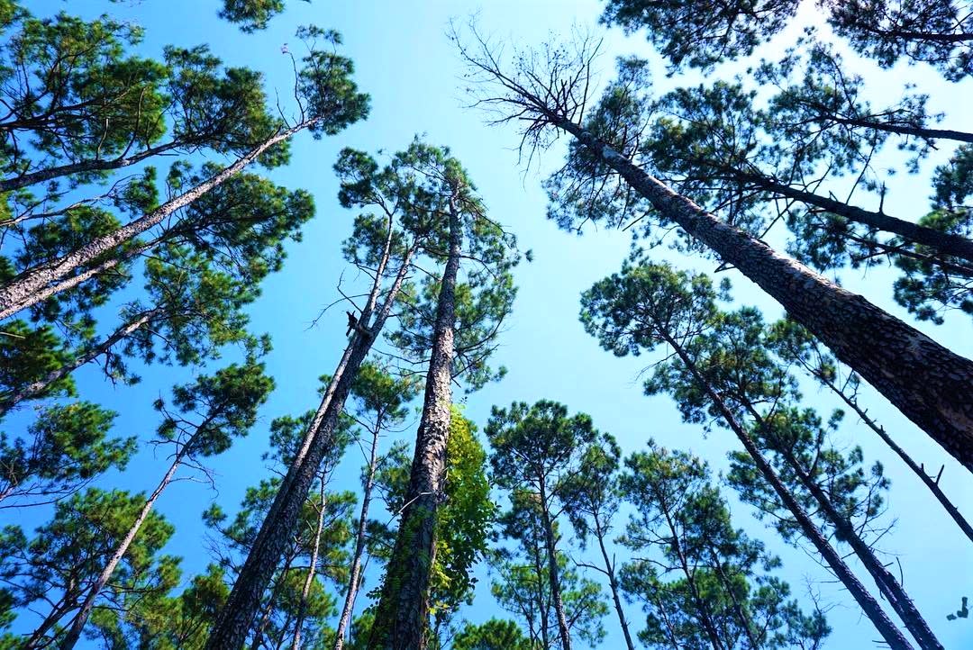 Sam Houston National Forest