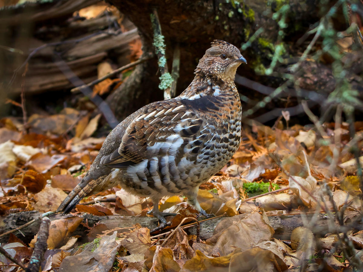 Deer, Grouse and Bear Hunting in Northern Minnesota Visit Cook Country