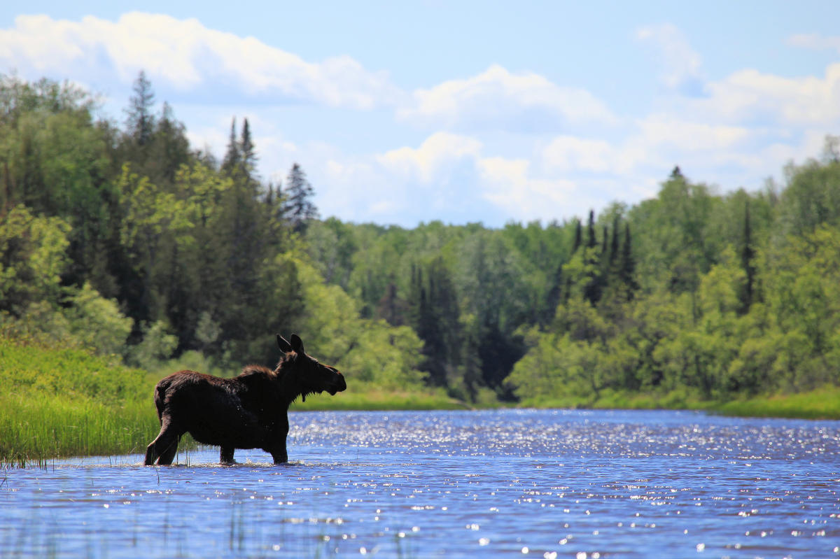 See a Moose in Cook County! Gunflint Trail Moose Viewing Tour