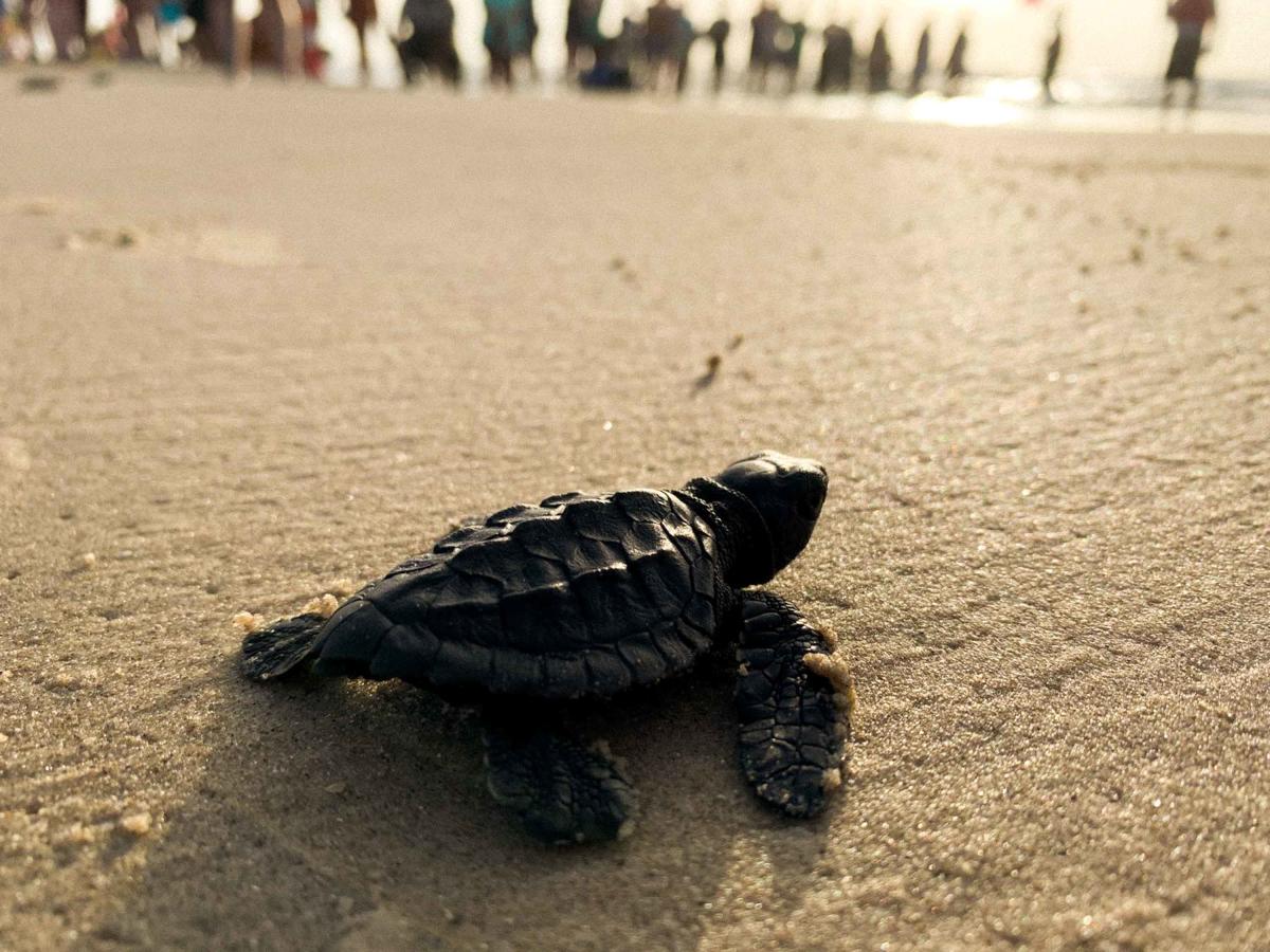Sea Turtle Release in Corpus Christi Wildlife Sightings
