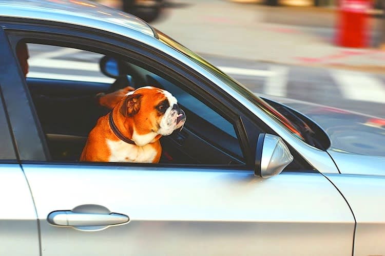 PetFriendly Hotels in Corpus Christi