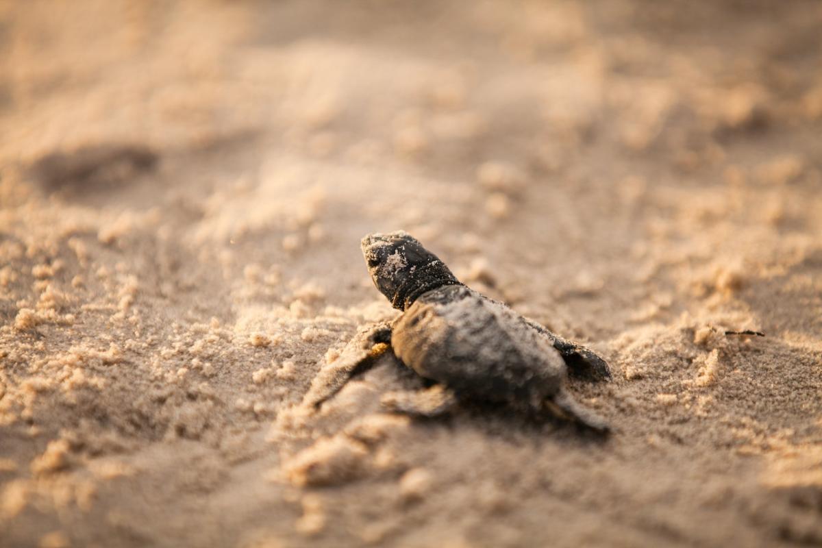See sea turtles and support conservation in Corpus Christi