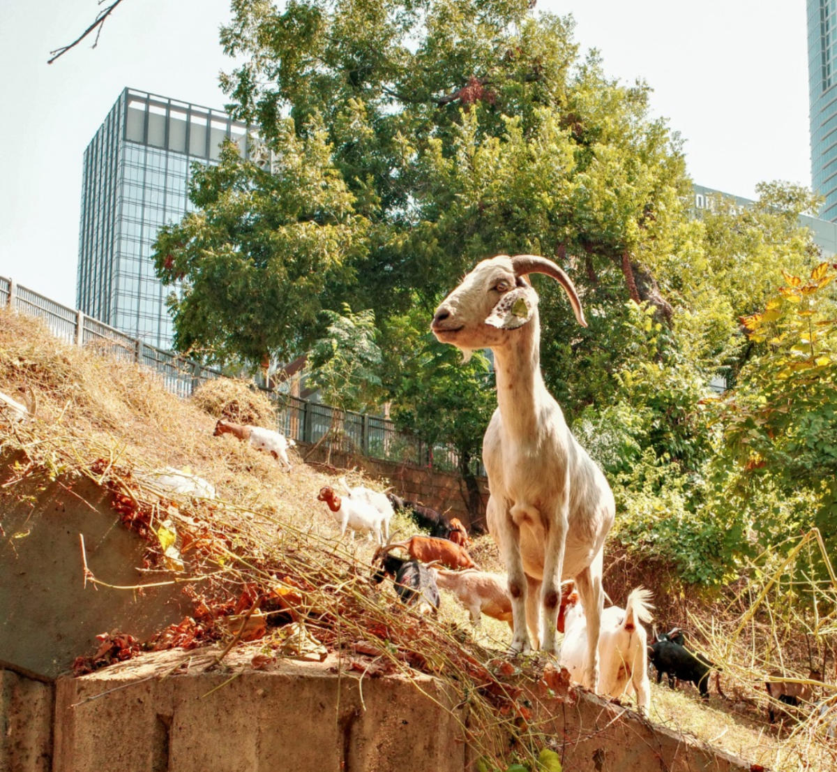 Austin's Cutest Cleanup Returns: Using Goats to Keep the Trails & Parks ...