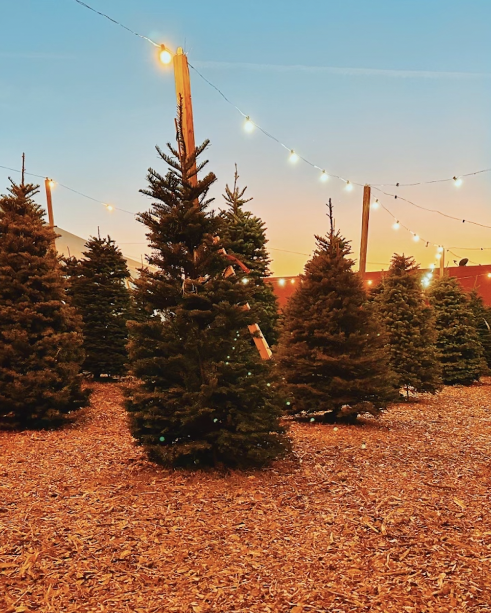 Where to Find Christmas Trees Around Dallas