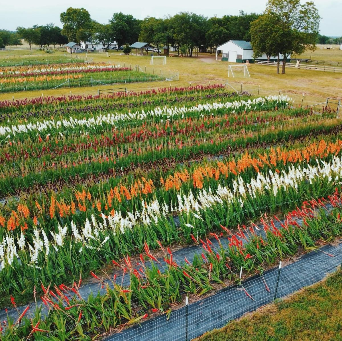 Wander Among 51,000 Blooming Flowers at Mars Hill's Gladfest