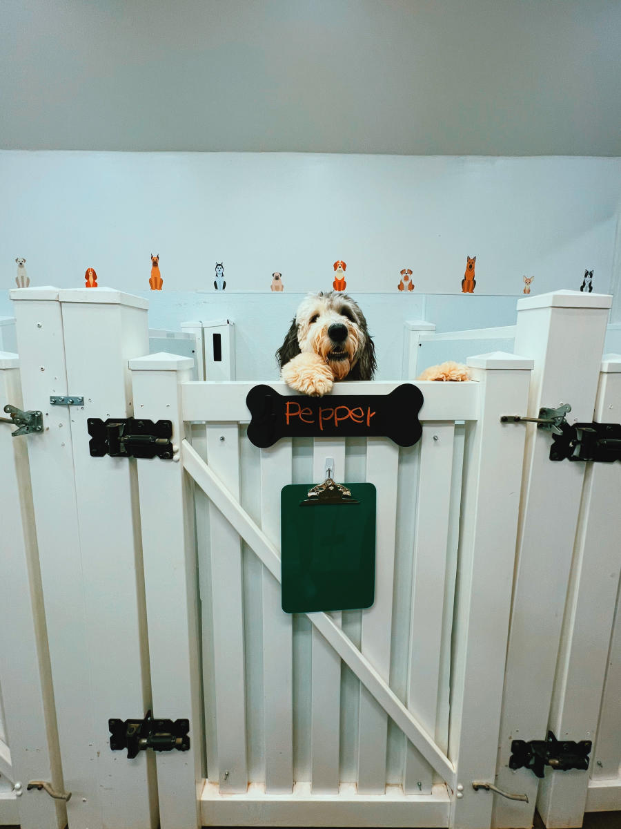 Let Your Pups Have the Ultimate Staycation at Dallas Dog Daycare & Boarding