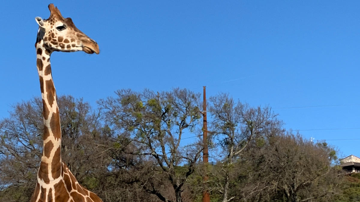 Day Trip Idea: Fossil Rim In Glen Rose To See Giraffes, Zebras & More ...