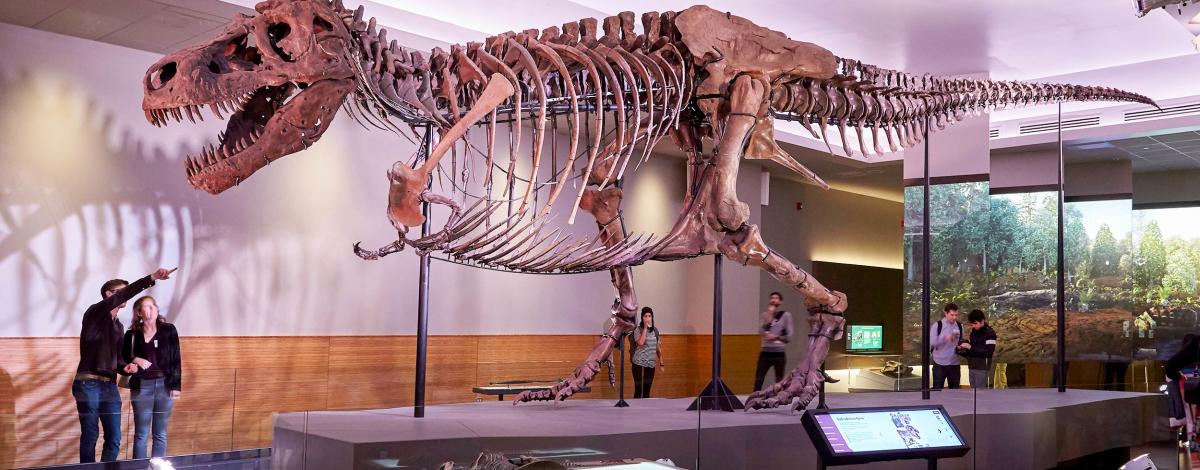 Sue the T. rex has taken over Denver Museum of Nature & Science, and it's a  must-see