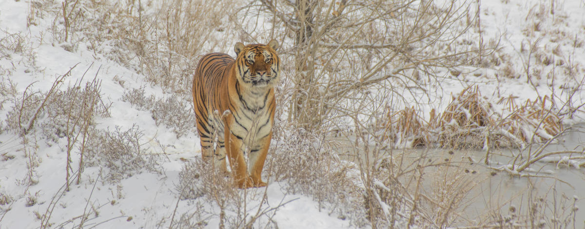 Only In Denver The Wild Animal Sanctuary Visit Denver Blog