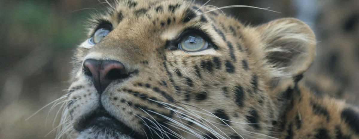 Only In Denver Extremely Rare Amur Leopards Visit Denver Blog