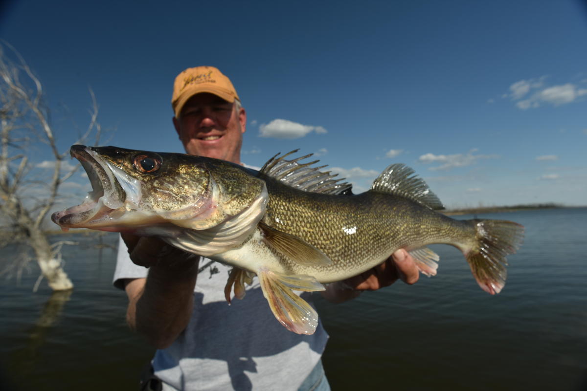 Springtime is the Right Time for Devils Lake Walleyes