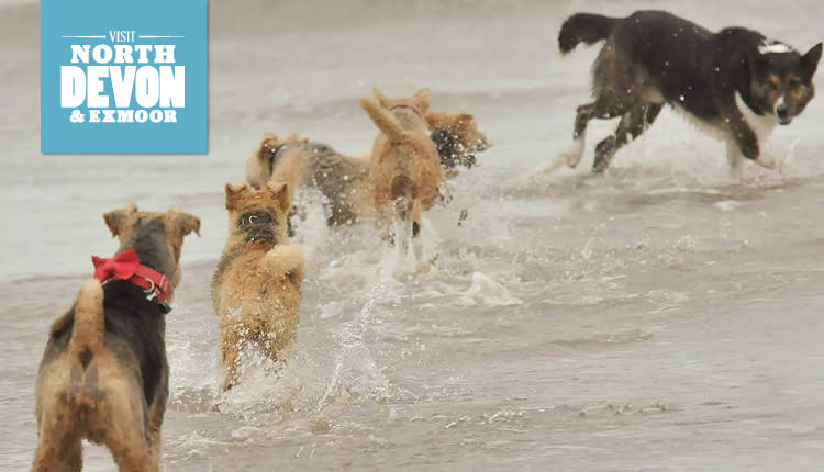 Why North Devon is the Best Holiday Destination for Dog Owners
