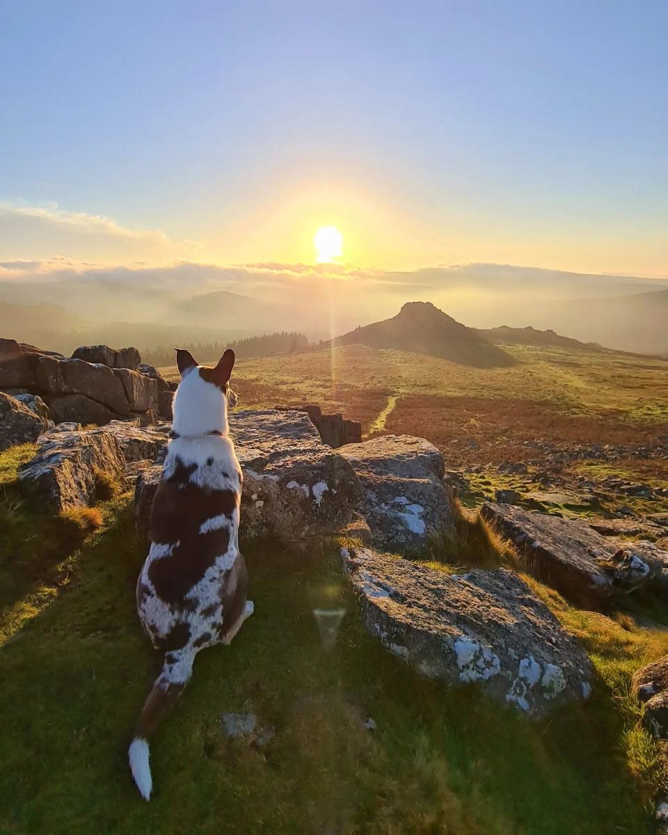 Dog friendly Dartmoor