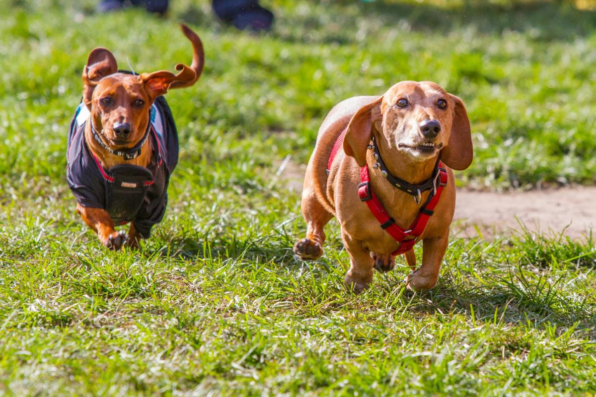 Lehigh Valley is a PetFriendly Haven