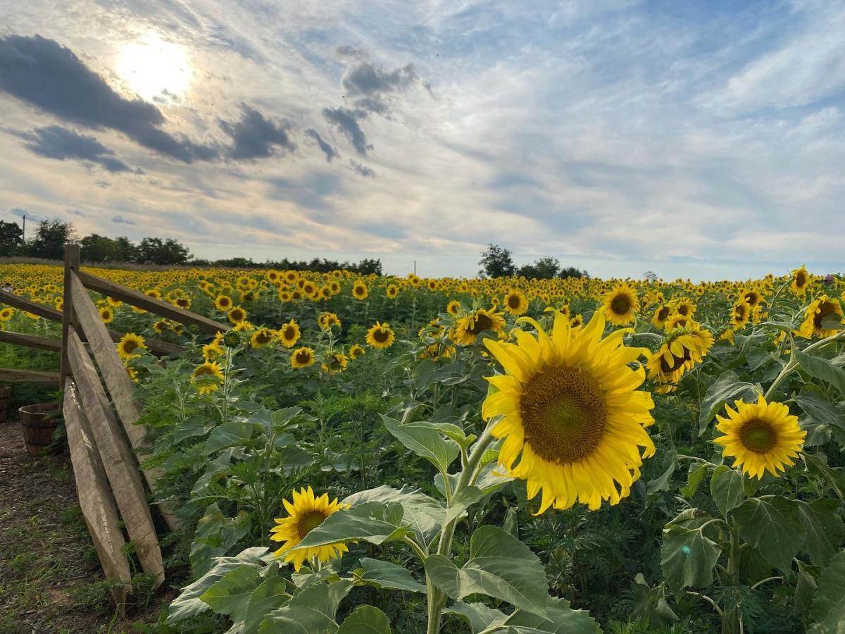 Sunflower Fields Pennsylvania Sunflowers in Lehigh Valley