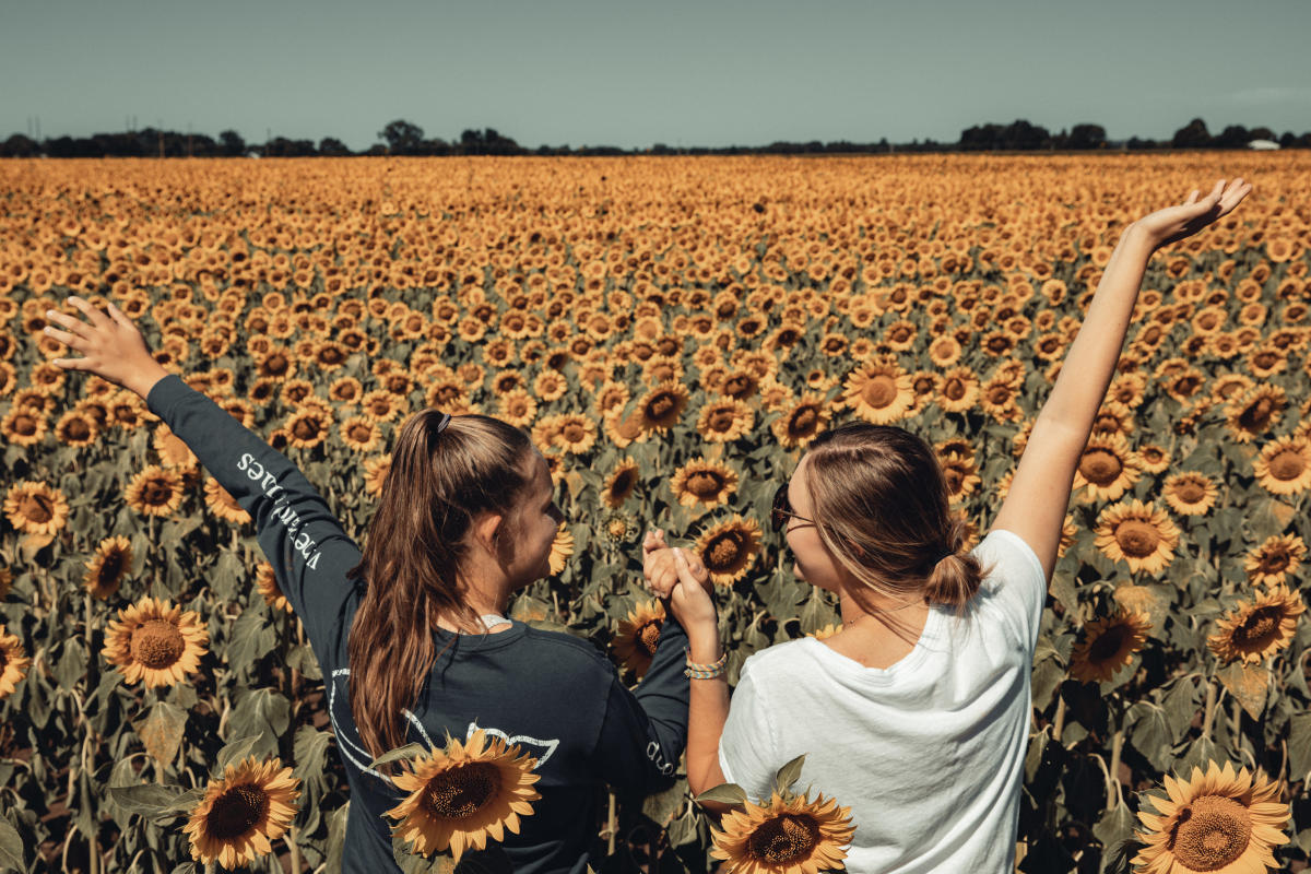 Jaquish Farms Sunflower Maze Fields of Gold in Eau Claire, WI