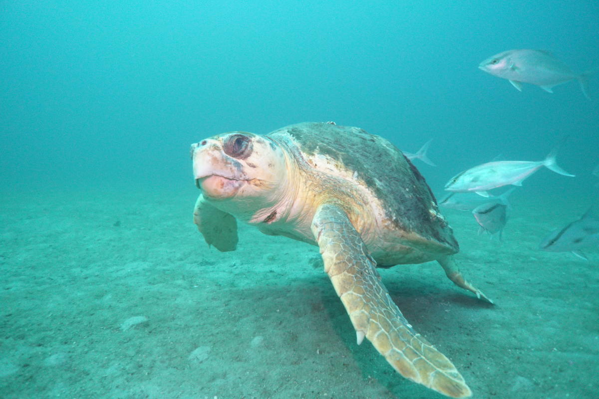 Sea Turtles & Nesting Season in DestinFort Walton Beach