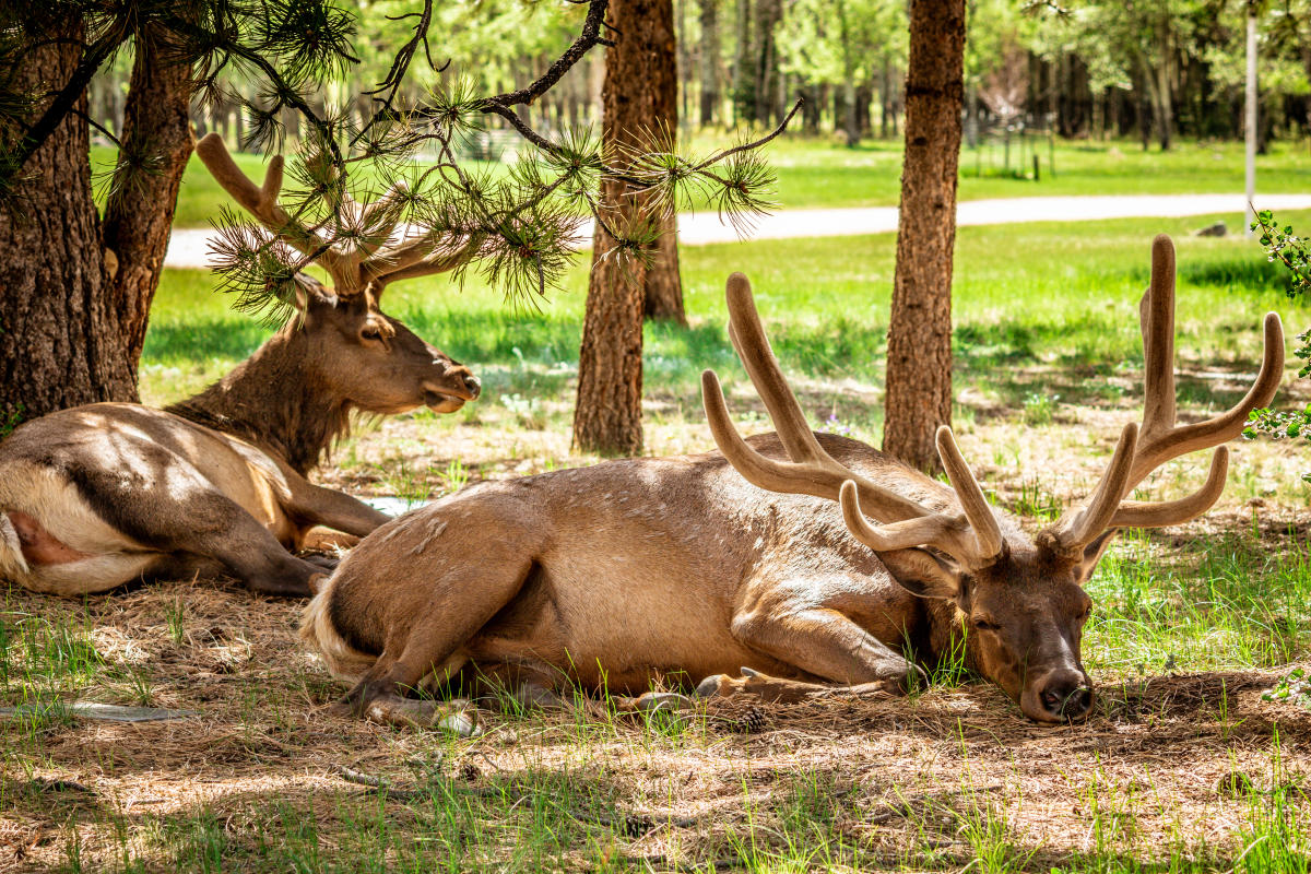 All there is to know about elk