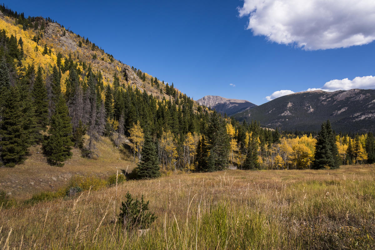 Colorado Fall Colors Leaf Peeping from the Trail Fall in Estes Park