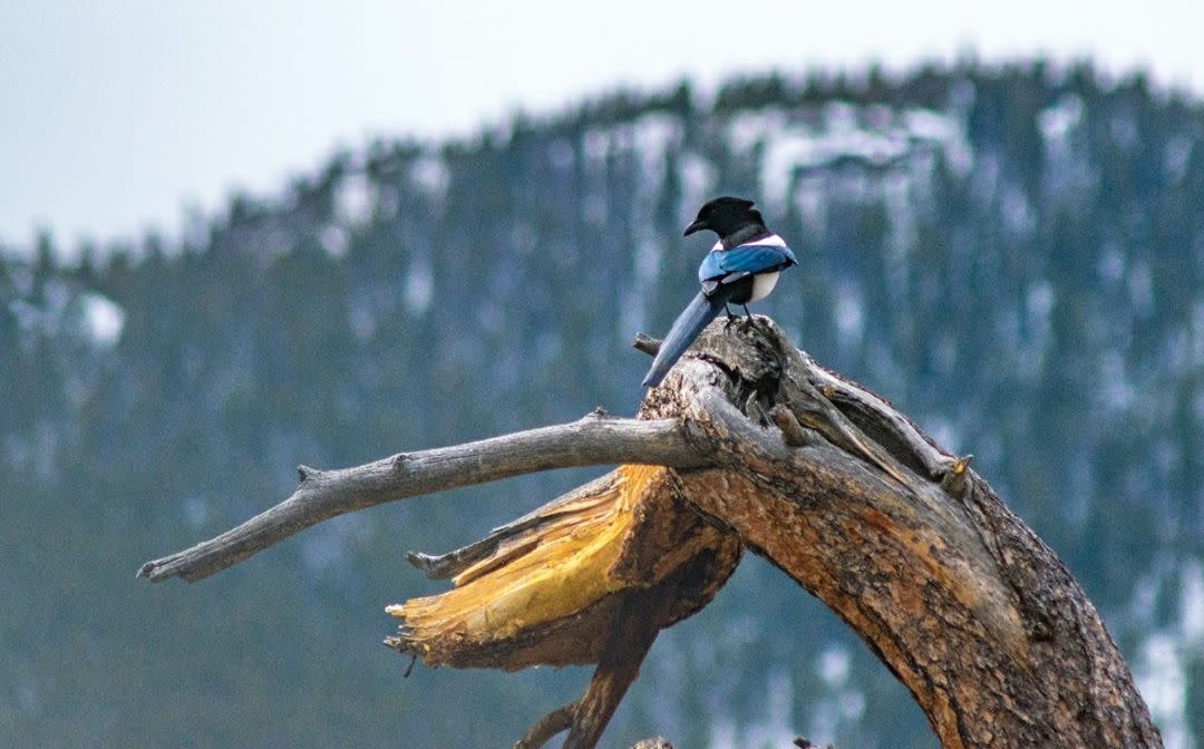 Estes Park Birding | Rocky Mountain National Park
