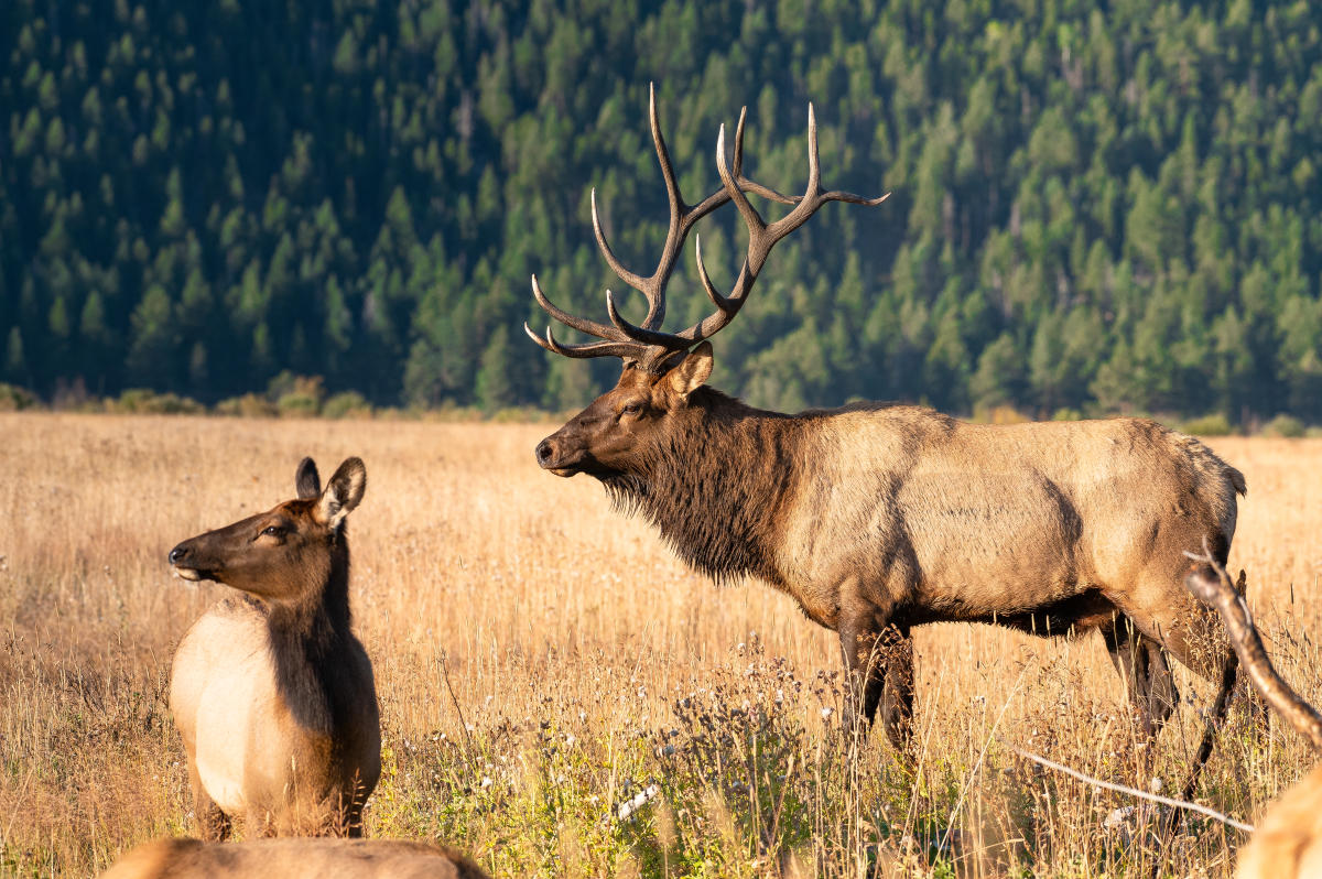Elk in Estes Park: A Brief History