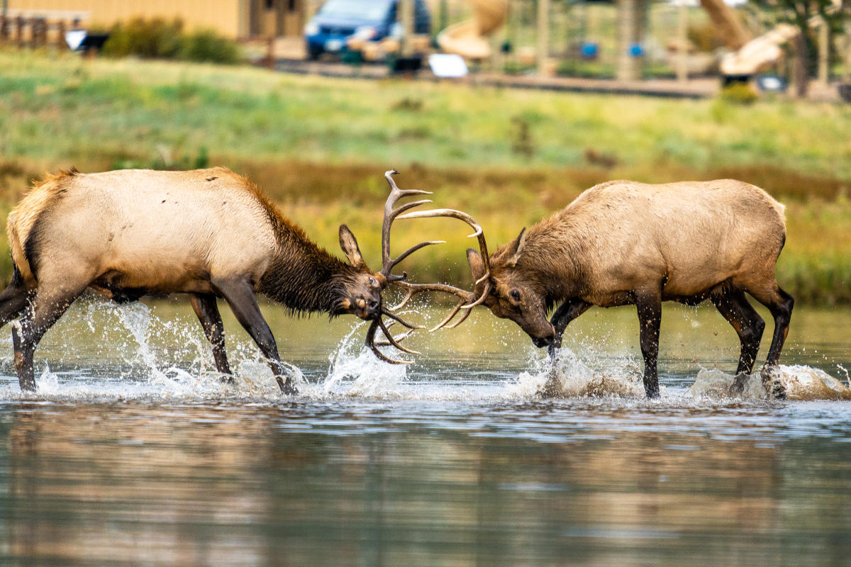 Wildlife Wisdom: Elk Etiquette in Estes Park & Rocky Mountain National Park