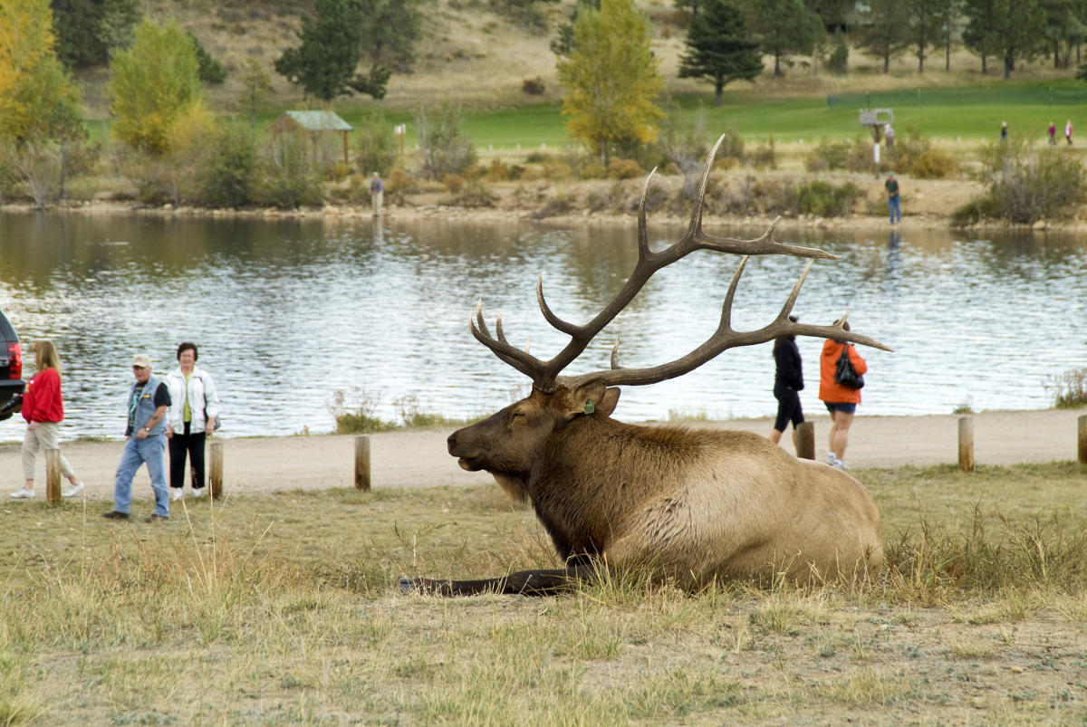 Elk Fest In Estes Park Sep 29 30 Free Festival