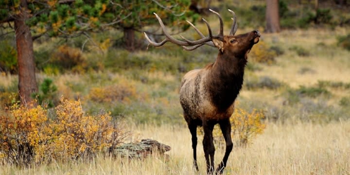Elk Rut In Estes Park How To Have The Best Elktober Escape