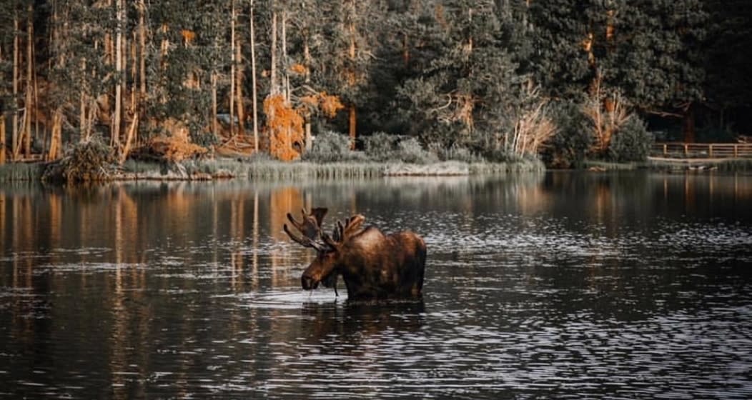 Wildlifewednesdayep April 2018