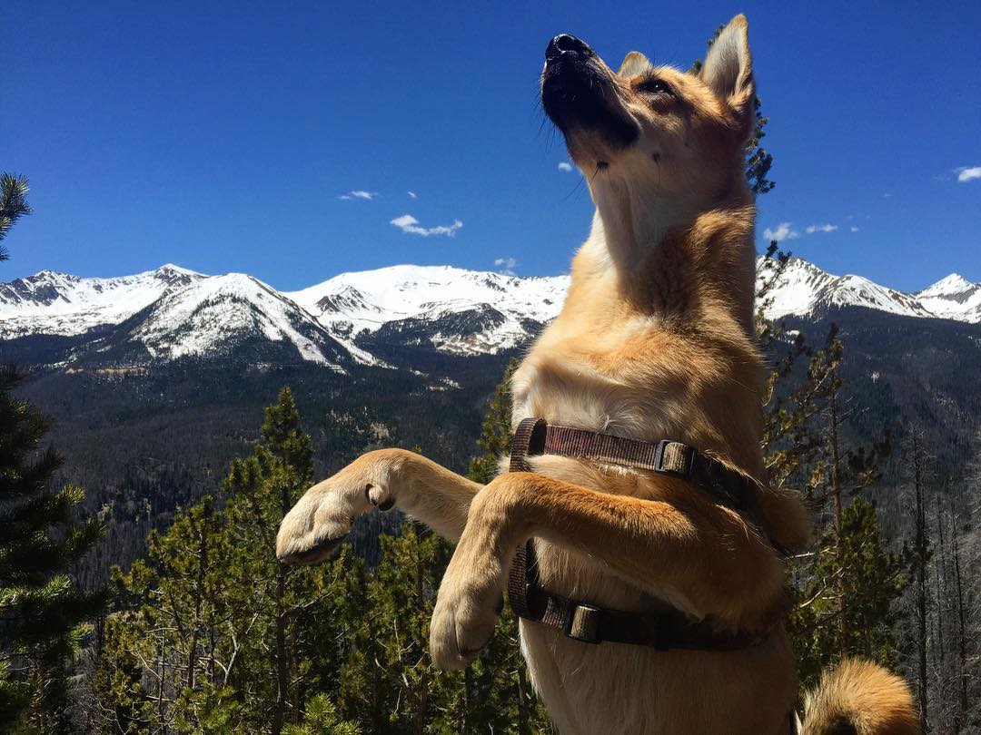 5 Best Trails To Hike With Your Dog In Estes Park