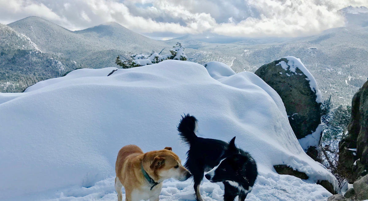 mountain ridge dog booties