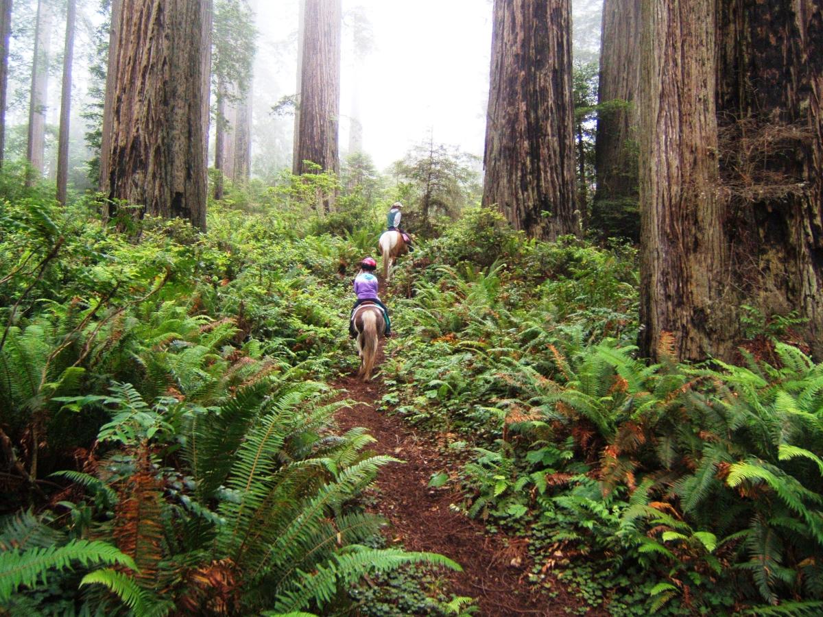 Things to Do - Visit Redwoods