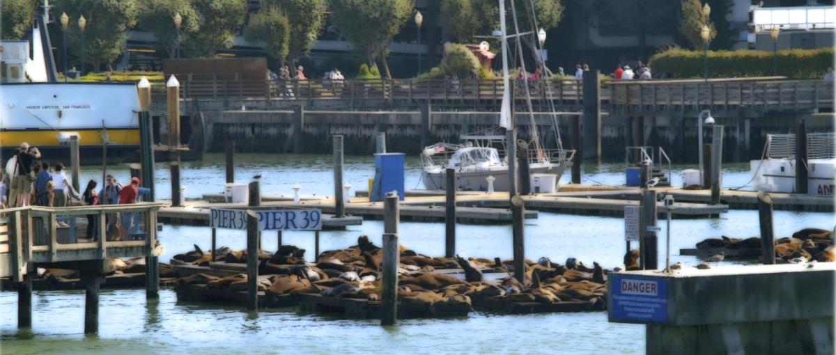 San Francisco's Most Blubbery & Boisterous Residents: The Sea Lions of Pier  39 – Travels With Tricia