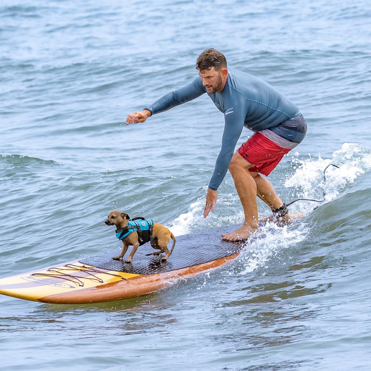 Hang 8 Dog Surfing Competition FamilyFriendly Events