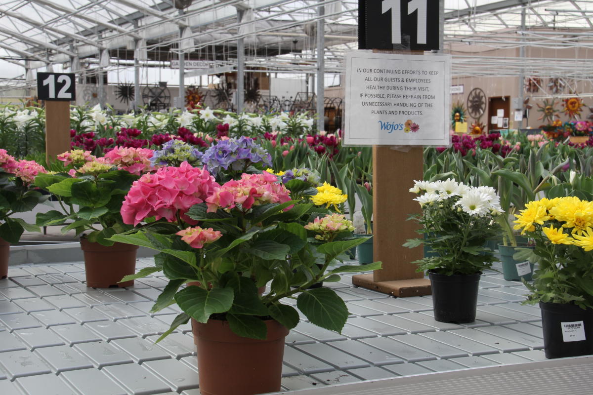 Discover Local Nurseries and Greenhouses in Flint & Genesee