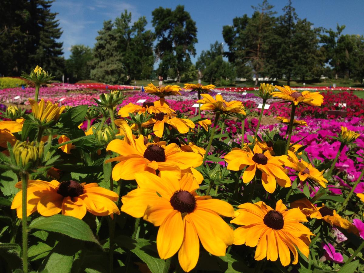 Fort Collins In Bloom Gardens, Wildflowers & Trails
