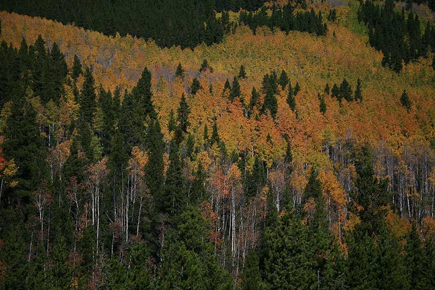 Top Spots For Fall Colors In Fort Collins