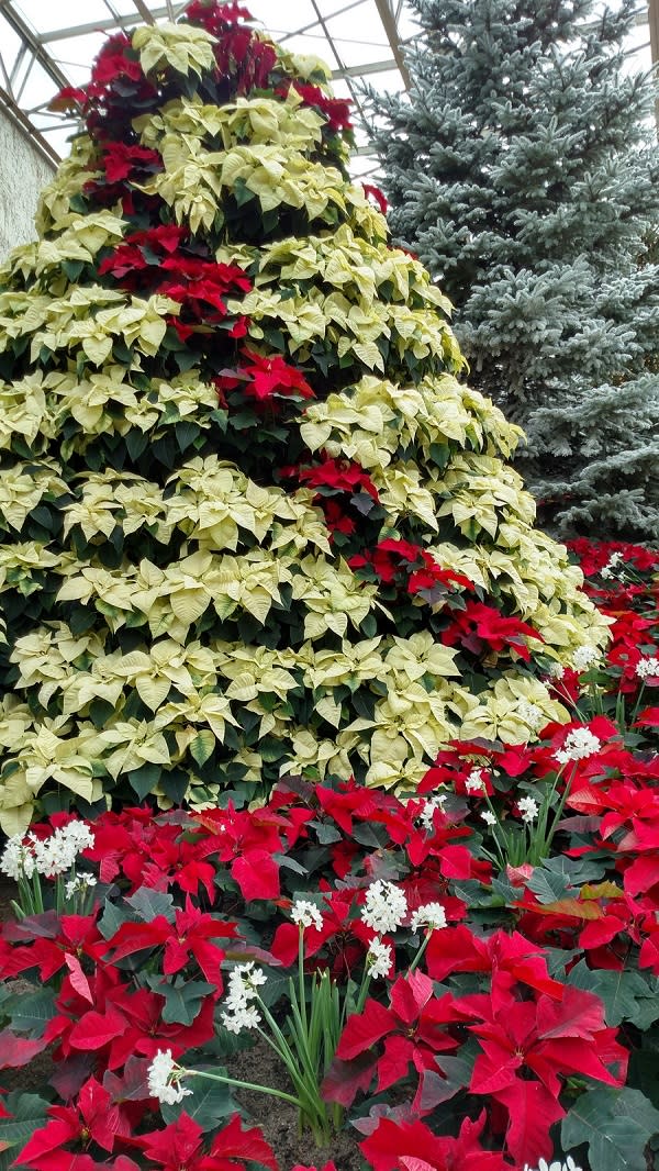 Christmas Tree Farms In Fort Wayne Indiana Explore Today