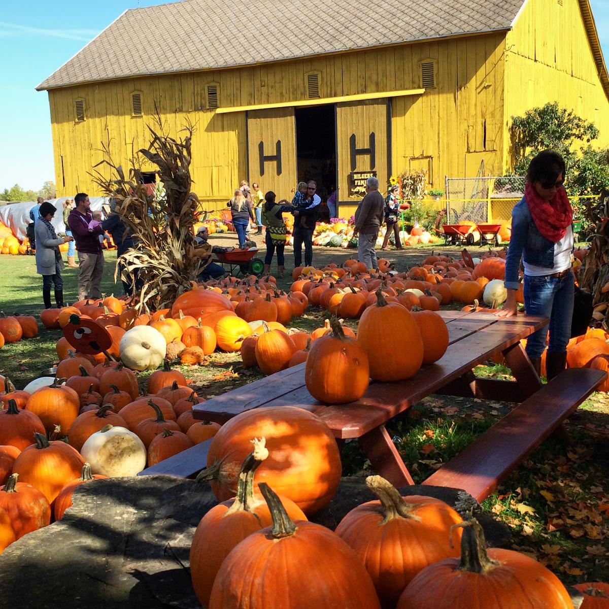 Pumpkin Hunting in Fort Wayne