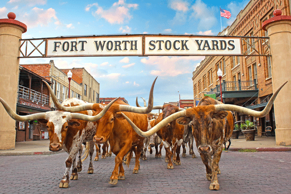 The Fort Worth Stockyards: See A Cattle Drive - Wine Travel Kids