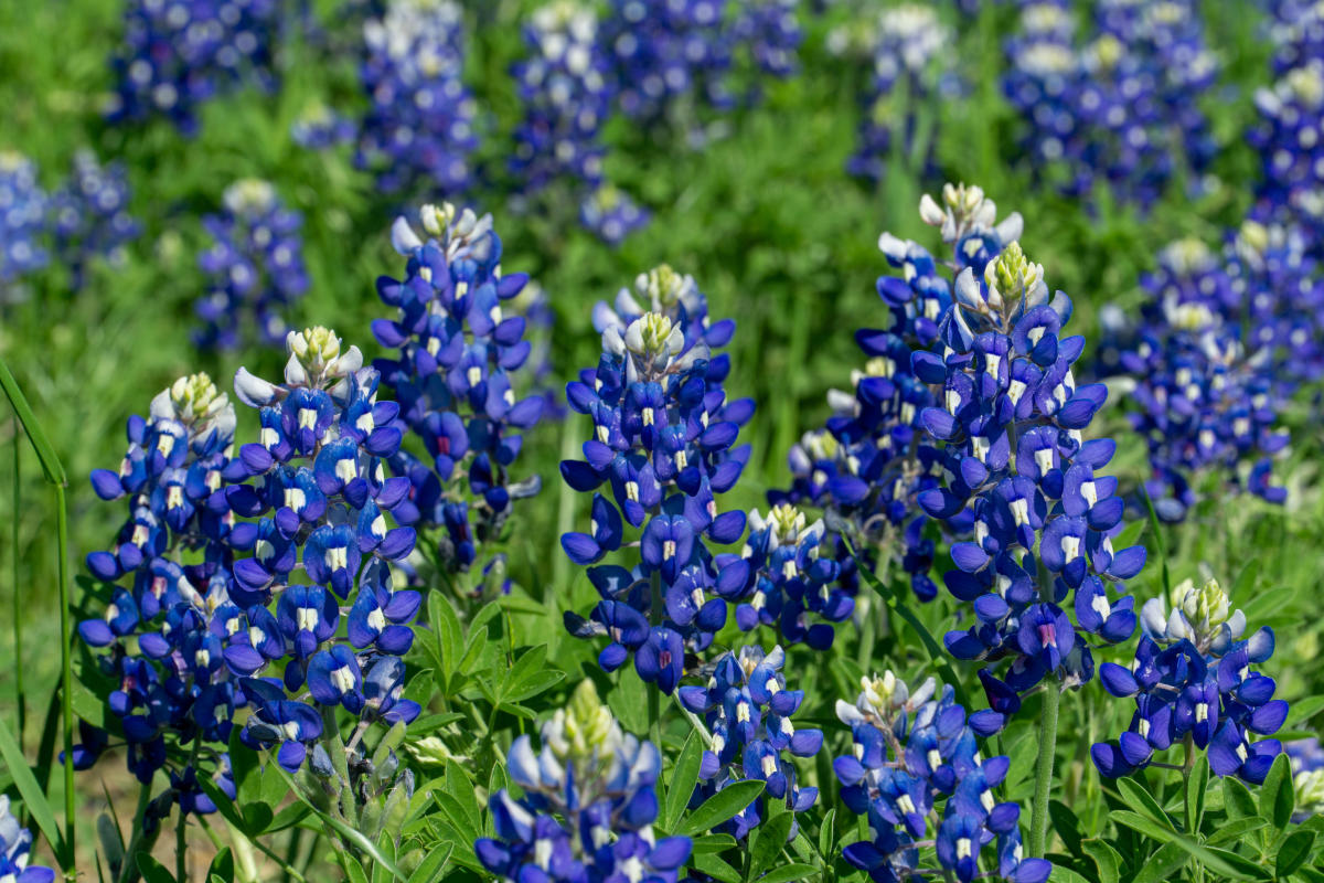 Bluebonnet Photos In Fort Worth