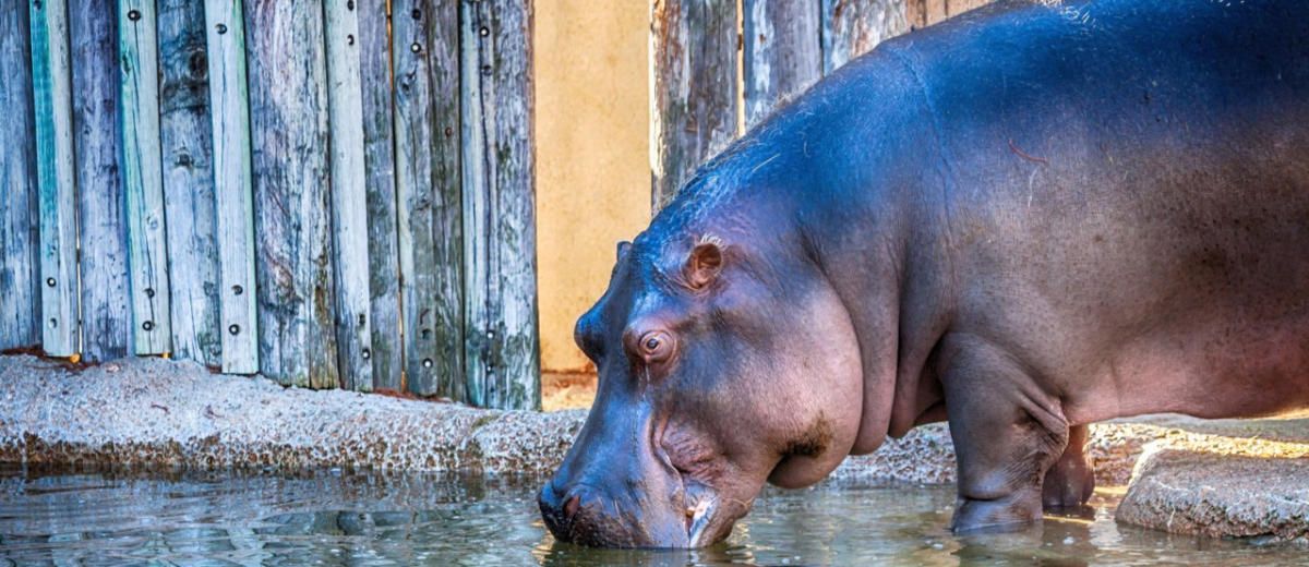 Virtual Experiences Amp Tours Of Fort Worth Attractions