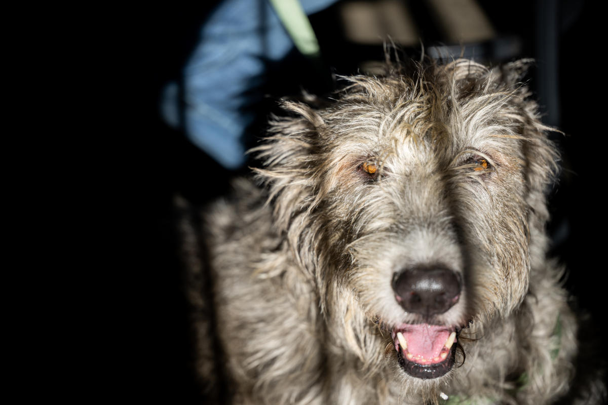 PetFriendly Places to Stay in Frederick County Trip Planning