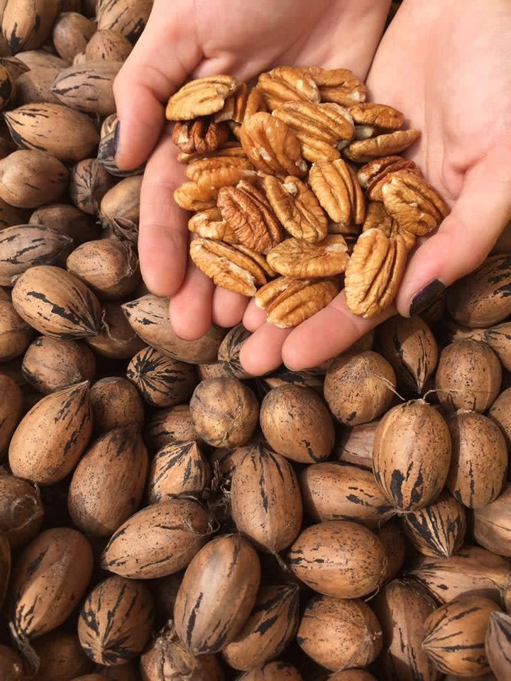 Pecans Orchard in Fredericksburg, TX Local Markets & Shops